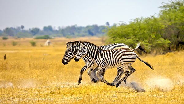 Zebras running on the Botswana savanna